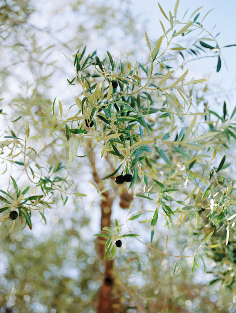 close up of olive tree 
