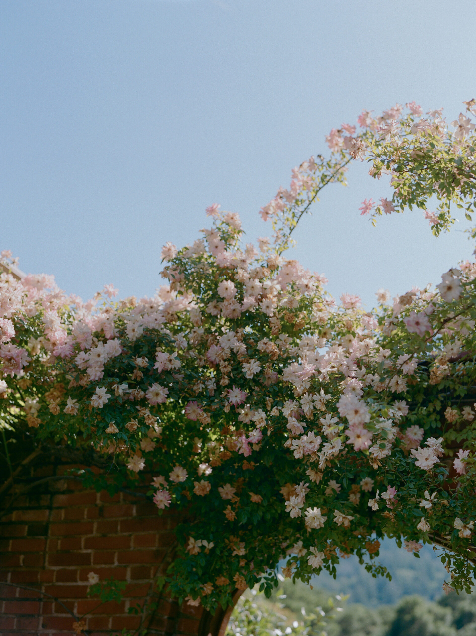 vintage door with pink floral vines over top