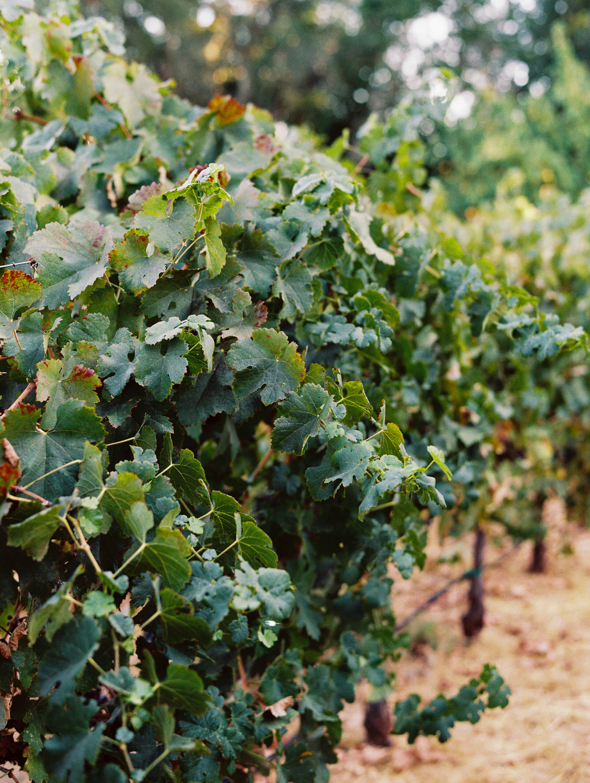 vineyard at the madrona hotel.